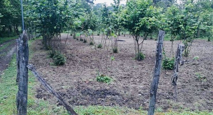 A plot of land in Gonio is for sale