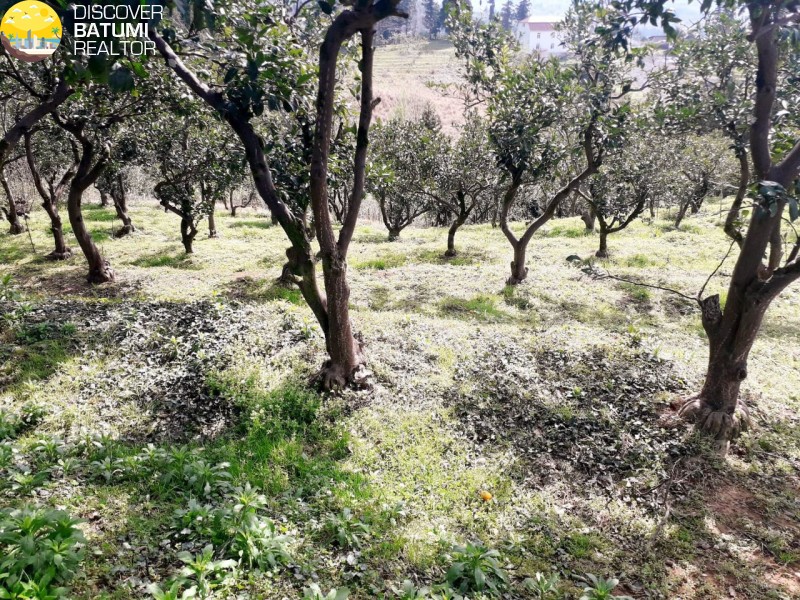 Земельный участок в Чакви на продажу