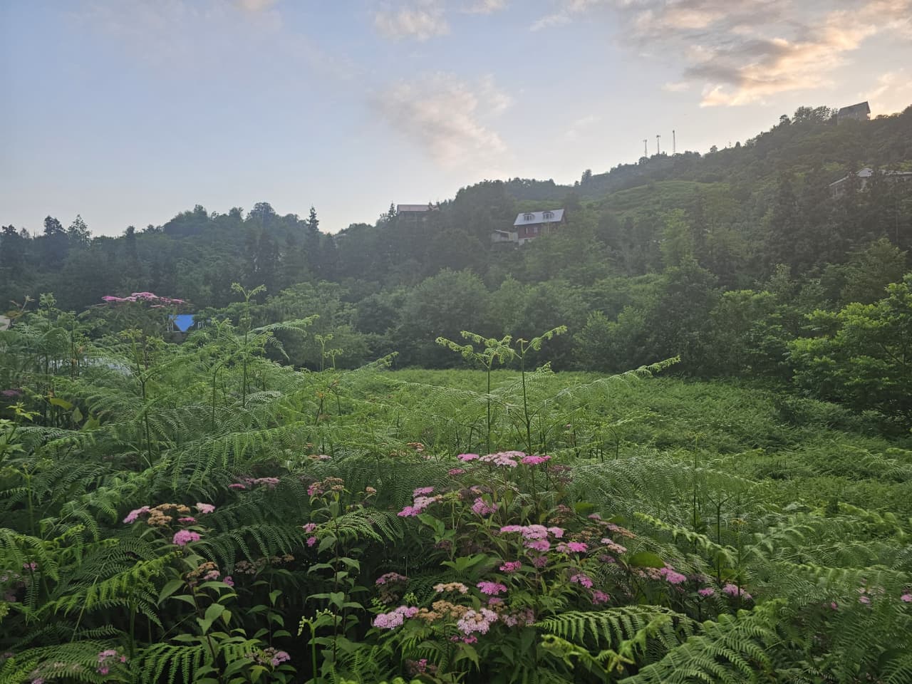   Agricultural land for sale in Ortabatumi
