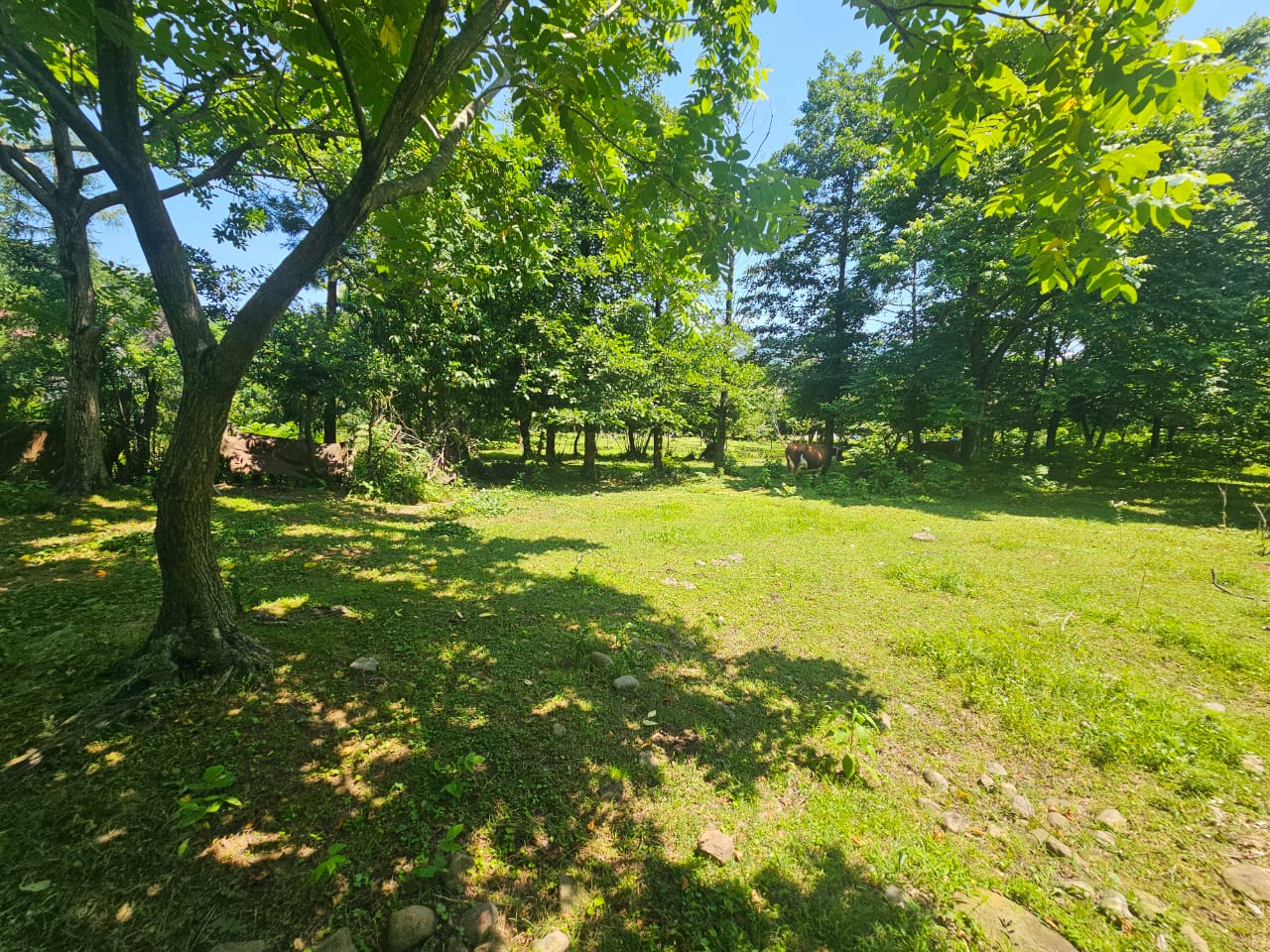   Non-agricultural land for sale in Akhalsheni